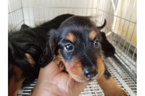 成約済の愛知県のミニチュアダックスフンド(ロングヘアード)-69293の2枚目