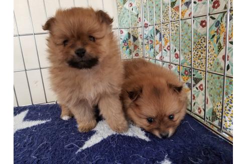 成約済の愛知県のポメラニアン-69296の1枚目