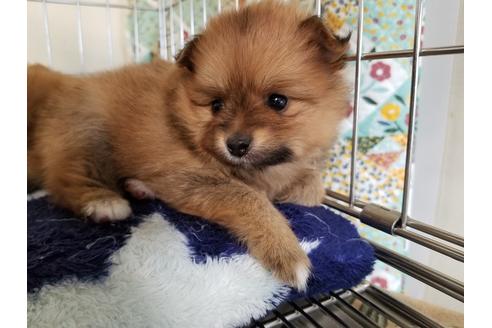 成約済の愛知県のポメラニアン-69296の4枚目