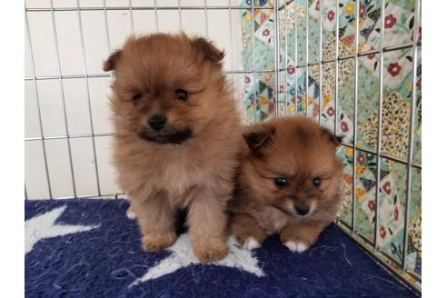 成約済の愛知県のポメラニアン-69296の3枚目