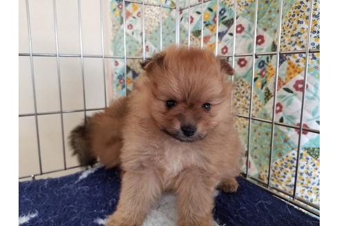成約済の愛知県のポメラニアン-69296の2枚目
