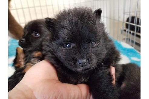 成約済の愛知県のポメラニアン-69297の1枚目