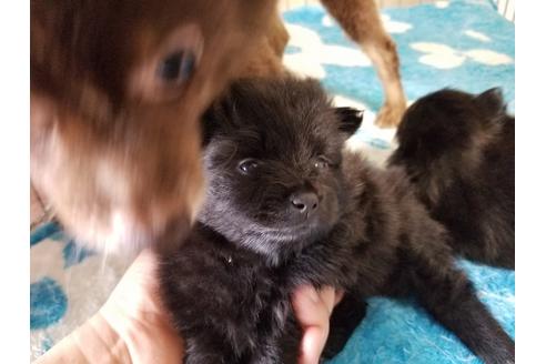 成約済の愛知県のポメラニアン-69297の4枚目