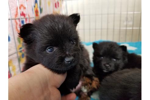 成約済の愛知県のポメラニアン-69297の3枚目