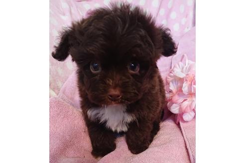 成約済の静岡県のミックス犬-69298の2枚目