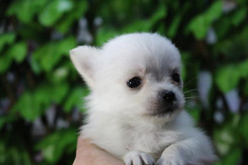 成約済の京都府のポメチワ:ポメラニアン×チワワ-69312の6枚目