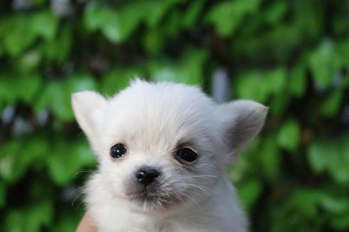 成約済の京都府のポメチワ:ポメラニアン×チワワ-69312の5枚目