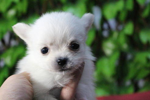 成約済の京都府のポメチワ:ポメラニアン×チワワ-69312の4枚目