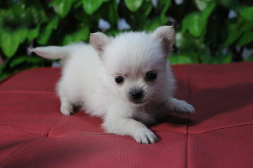 成約済の京都府のポメチワ:ポメラニアン×チワワ-69312の3枚目