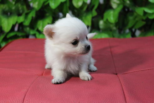 成約済の京都府のポメチワ:ポメラニアン×チワワ-69312