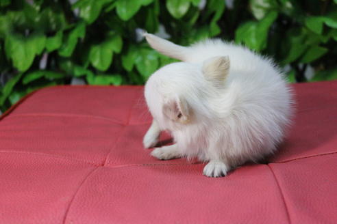 成約済の京都府のポメチワ:ポメラニアン×チワワ-69312の2枚目