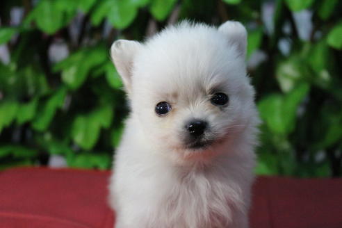 成約済の京都府のポメチワ:ポメラニアン×チワワ-69314