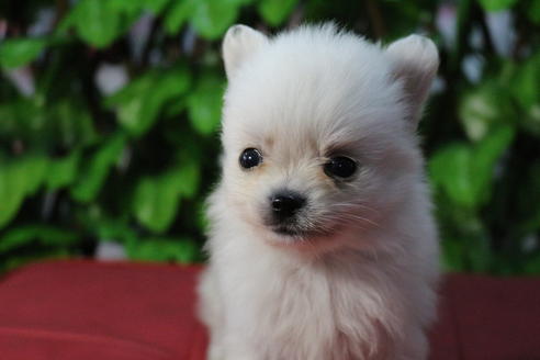 成約済の京都府のポメチワ:ポメラニアン×チワワ-69314の6枚目