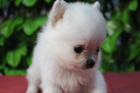 成約済の京都府のポメチワ:ポメラニアン×チワワ-69314の5枚目