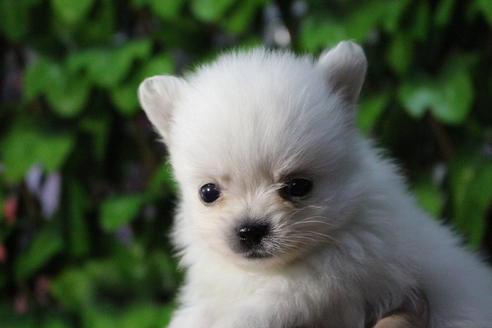 成約済の京都府のポメチワ:ポメラニアン×チワワ-69314の4枚目