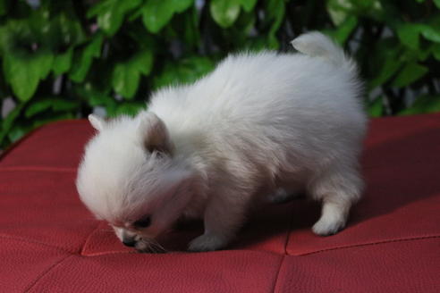 成約済の京都府のポメチワ:ポメラニアン×チワワ-69314の3枚目