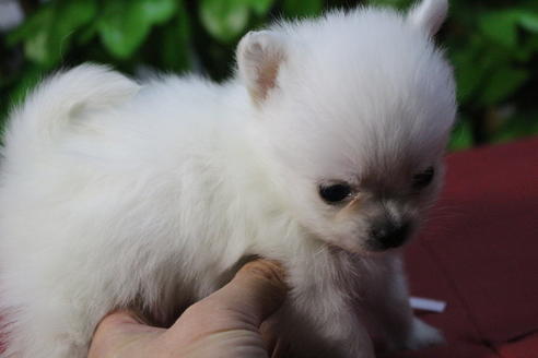 成約済の京都府のポメチワ:ポメラニアン×チワワ-69314の2枚目