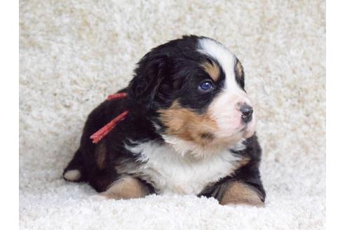 成約済の埼玉県のバーニーズマウンテンドッグ-69323の7枚目