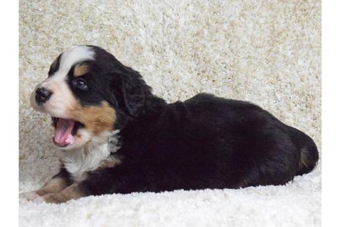 成約済の埼玉県のバーニーズマウンテンドッグ-69323の6枚目