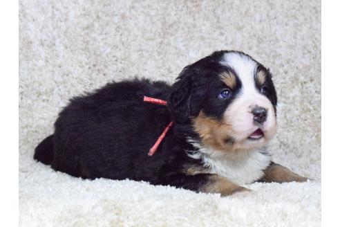 成約済の埼玉県のバーニーズマウンテンドッグ-69323の5枚目