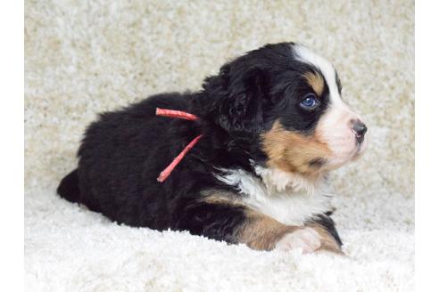 成約済の埼玉県のバーニーズマウンテンドッグ-69323の4枚目