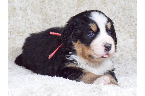 成約済の埼玉県のバーニーズマウンテンドッグ-69323の3枚目