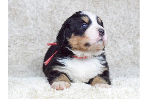 成約済の埼玉県のバーニーズマウンテンドッグ-69323の2枚目