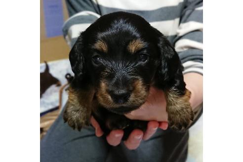 成約済の静岡県のミニチュアダックスフンド(ロングヘアード)-68257の4枚目