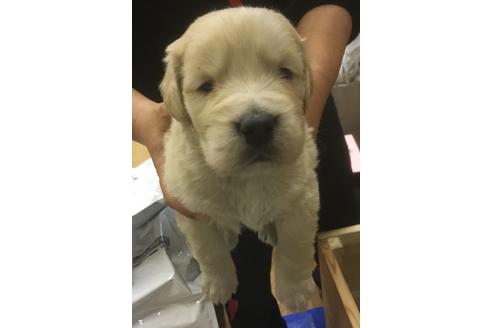 成約済の静岡県のゴールデンレトリーバー-68255の1枚目