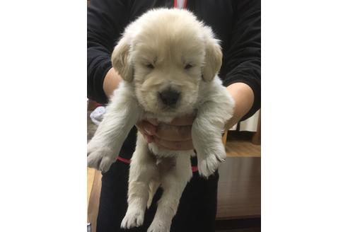 成約済の静岡県のゴールデンレトリーバー-68254の1枚目