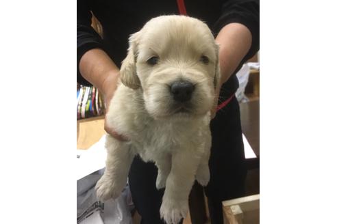 成約済の静岡県のゴールデンレトリーバー-68256の1枚目