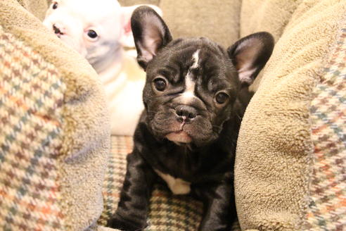 成約済の愛知県のフレンチブルドッグ-68193の51枚目