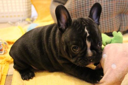 成約済の愛知県のフレンチブルドッグ-68193の50枚目