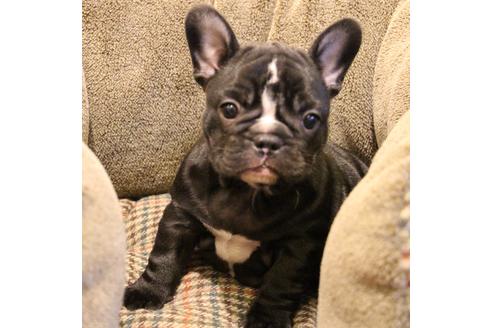 成約済の愛知県のフレンチブルドッグ-68193の49枚目