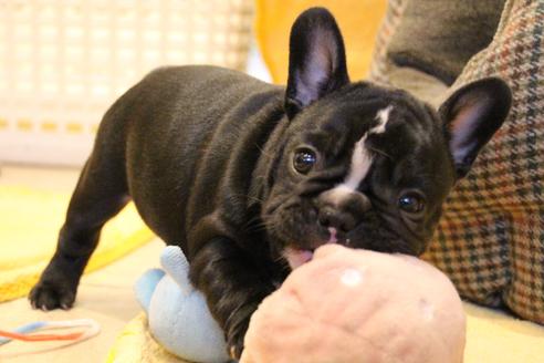 成約済の愛知県のフレンチブルドッグ-68193の48枚目