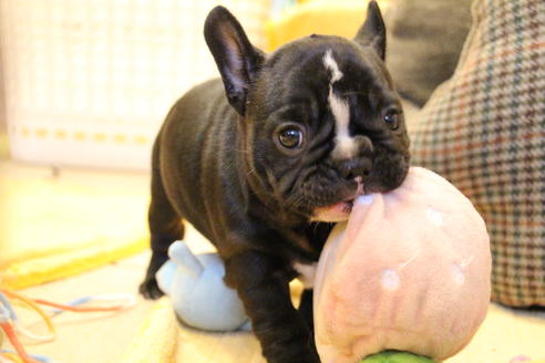 成約済の愛知県のフレンチブルドッグ-68193の47枚目