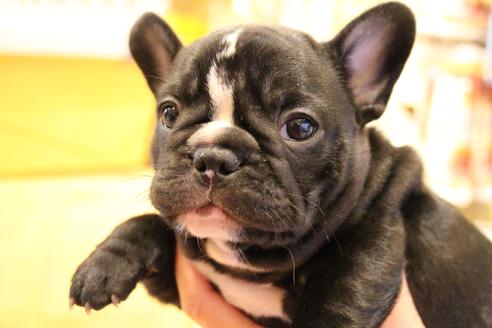 成約済の愛知県のフレンチブルドッグ-68193の46枚目