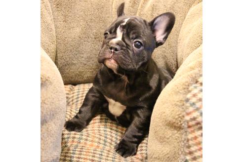 成約済の愛知県のフレンチブルドッグ-68193の45枚目