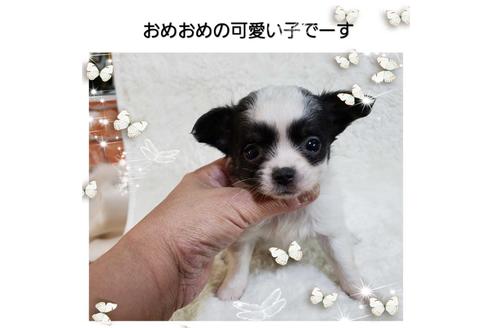 成約済の神奈川県のチワワ(ロングコート)-69337の1枚目