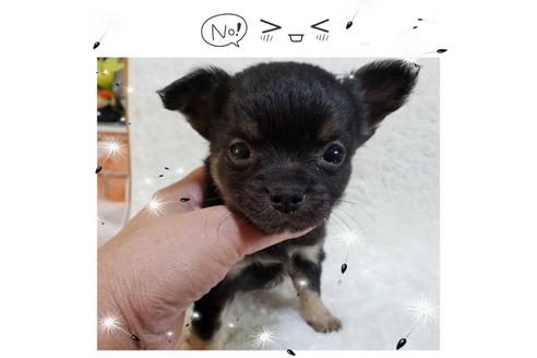成約済の神奈川県のチワワ(ロングコート)-69338の1枚目
