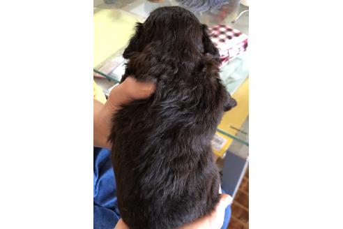 成約済の愛媛県のミックス犬-69382の2枚目