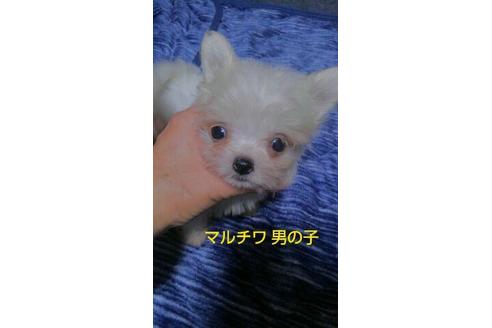 成約済の宮崎県のミックス犬-69396