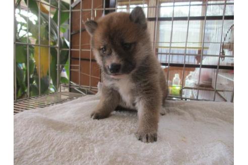 成約済の岡山県の柴犬-69394の2枚目