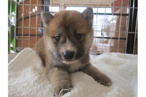 成約済の岡山県の柴犬-69394の1枚目