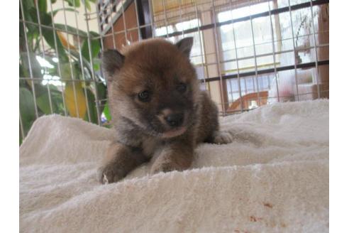 成約済の岡山県の柴犬-69395の2枚目