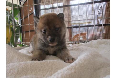 成約済の岡山県の柴犬-69395の1枚目