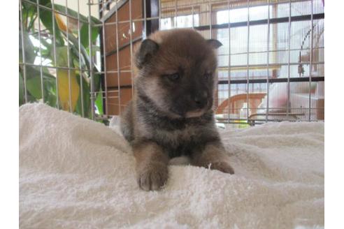 成約済の岡山県の柴犬-69397の2枚目