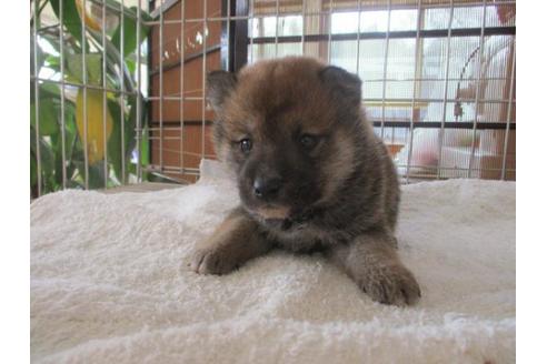 成約済の岡山県の柴犬-69397の1枚目