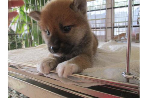 成約済の岡山県の柴犬-69398の2枚目