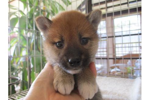 成約済の岡山県の柴犬-69398の1枚目